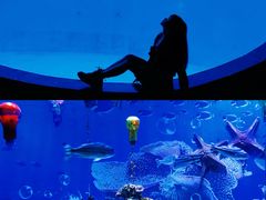 -海合安成都极地海洋公园