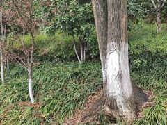 -杭州半山国家森林公园