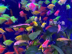 -益财水族馆