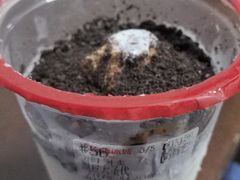 -蜜雪冰城(东靖路地铁站店)