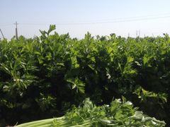 iphone_upload_pic-新江湾城公园