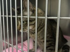 -中农国际动物医院24小时·猫科·骨科·急重症中心