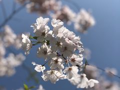 -顾村公园