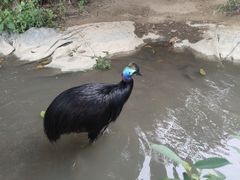 -广州长隆飞鸟乐园