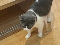 -是阿柴呀！柴犬咖啡·爱喵喵猫咖