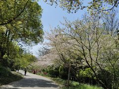 -上海滨江森林公园