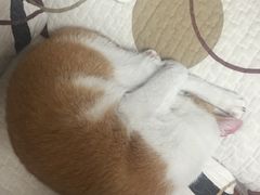 -甄爱宠物医院(疏影路店)