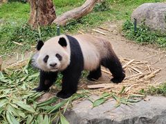 -广州长隆野生动物世界