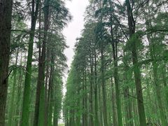 -渌洋湖湿地公园