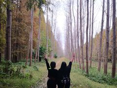 -黄海国家森林公园