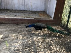 -潭柘厚院&山顶烤肉(潭柘寺店)