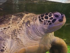 -萌宠奇缘(荣鼎店)