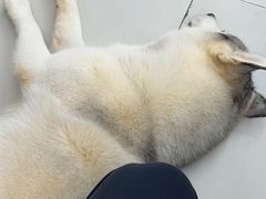 -怪兽屋·羊驼·猫咖·狗咖(俊华广场店)