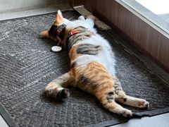 -Again Coffee Roaster(香蜜湖店)