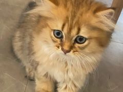 -松果猫咖(桐乡吾悦金街店)