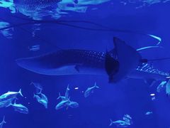 -烟台海昌鲸鲨海洋公园