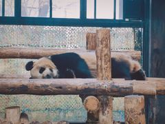 -上海野生动物园