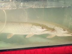 -新疆风味冷水鱼庄(友谊峰路店)