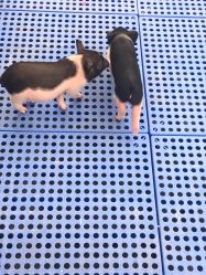 -萌宠亲子动物乐园(槐房万达店)