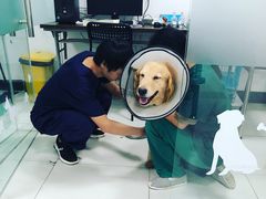-艾吉宠物医院·疑难杂症转诊中心·猫友好(碧江路院)