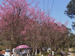 -铁山坪森林公园