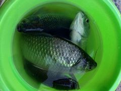 -米果果小镇