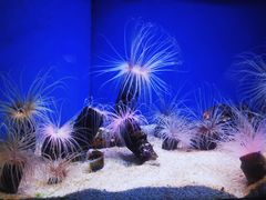 -上海海洋水族馆