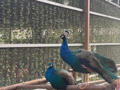 -秀丽东方