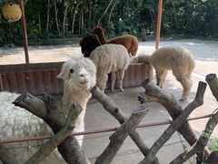 -深圳野生动物园