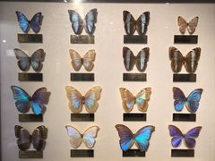 -上海昆虫博物馆