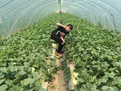 -南汇老顾农家乐采摘大团水蜜桃采摘店