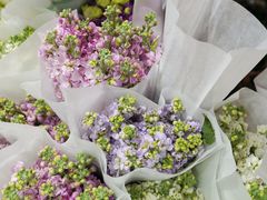 -循礼门鲜花花市(武汉循礼门店)