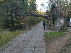 -五营红松林海景区