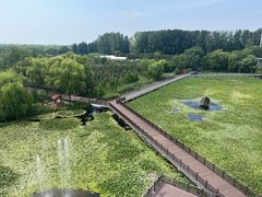 -滕州微山湖红荷湿地景区