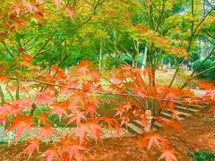 -月湖风景区
