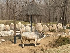 -北京野生动物园