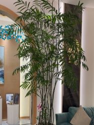 -雅曼妮spa美容养生