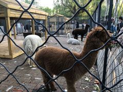 -长白岛森林公园