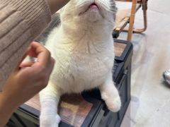 -Heymao猫咖.咖啡厅(东门店)
