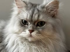 -艾贝尔宠物医院·24H转诊中心·肿瘤猫专科(江宁双龙店)