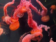 -亚龙湾海底世界