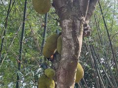 -东寨港红树林旅游区