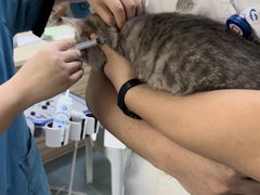 -动物缘宠物医院·骨科·猫科(西二环店)