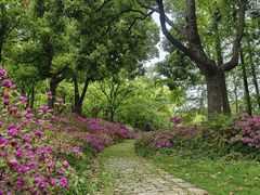 -上海滨江森林公园