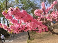 -朝阳公园