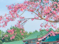-广东圆玄道观
