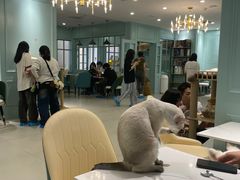 -安格丽娜·狗咖·猫咖羊驼咖(春熙路百盛商场店)