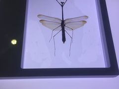 -上海昆虫博物馆