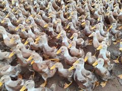 -郴州特产舜华临武鸭(郴州西站店)