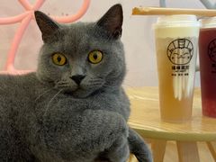 -猫咪派对(江南西店)